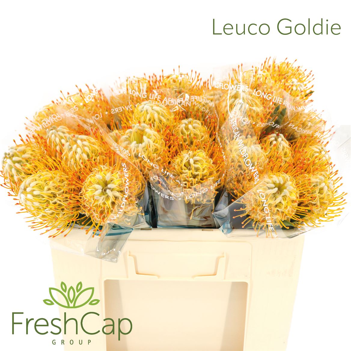 Leucospernum Conocar Goldie 50cm