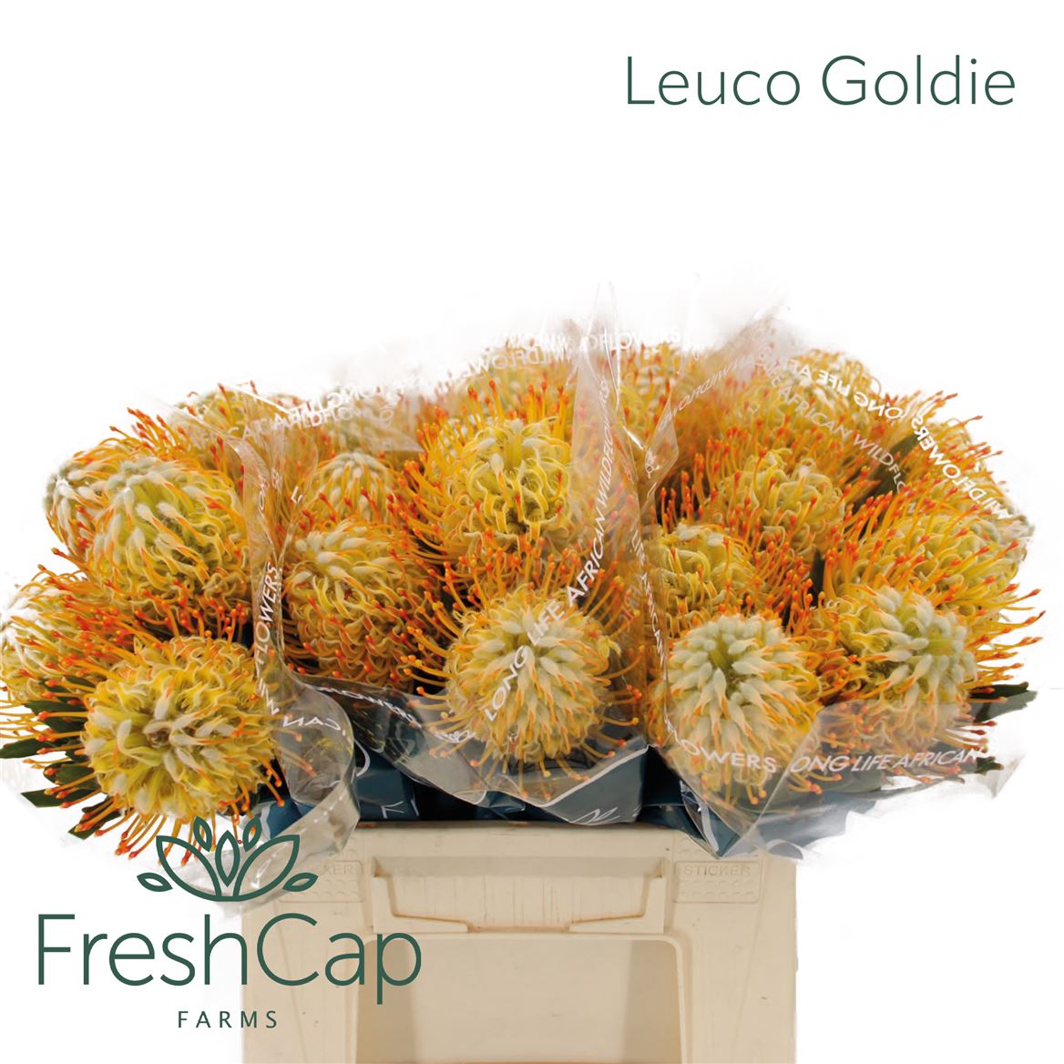 Leucospernum Conocar Goldie 40cm