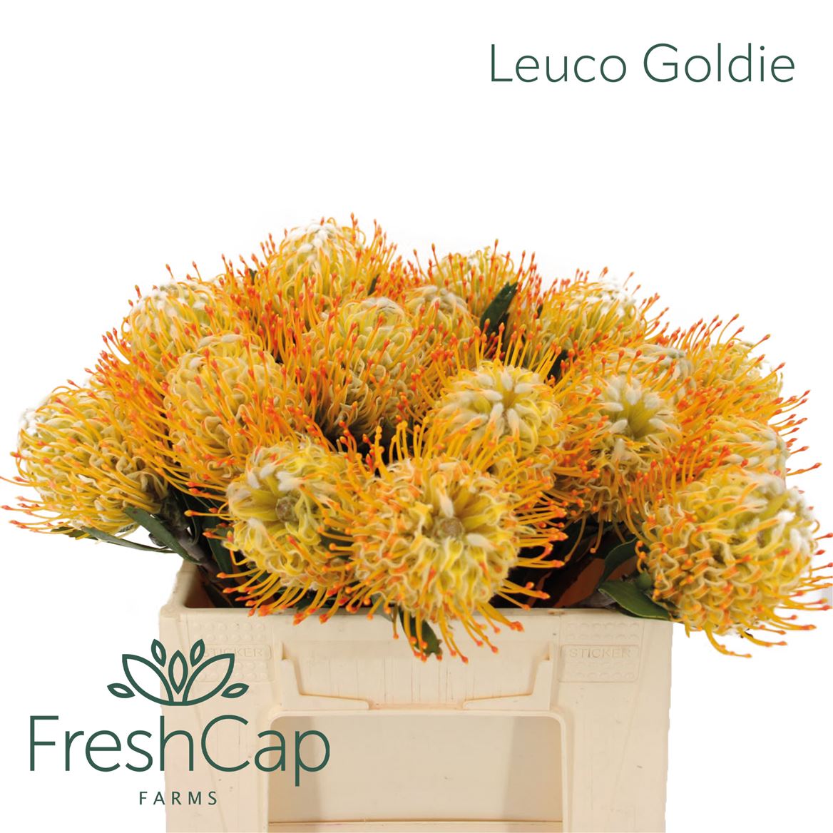 Leucospermum Goldie 35cm
