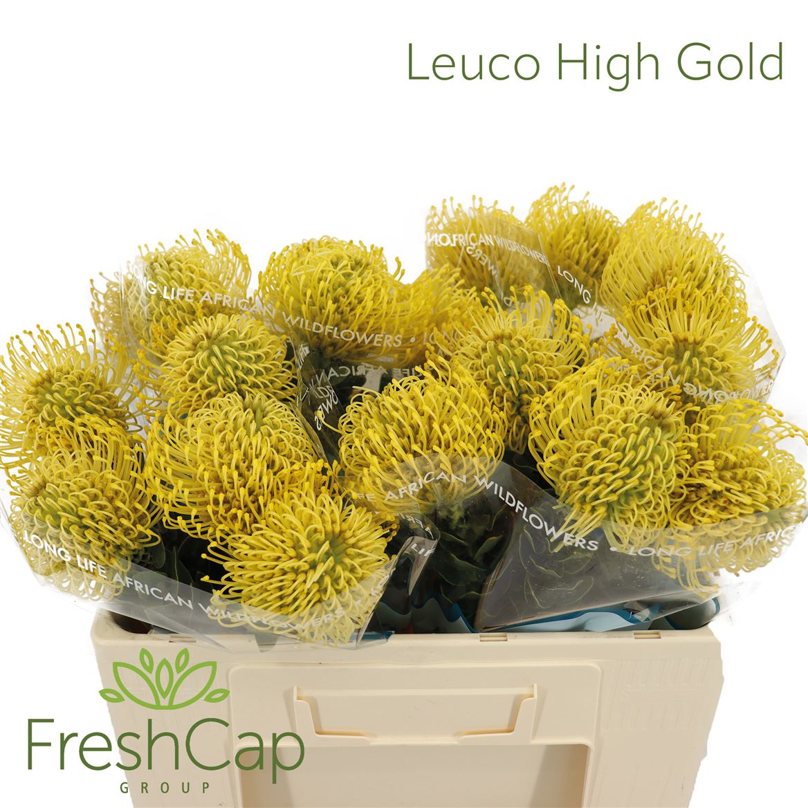 Leucospermum High Gold 50cm