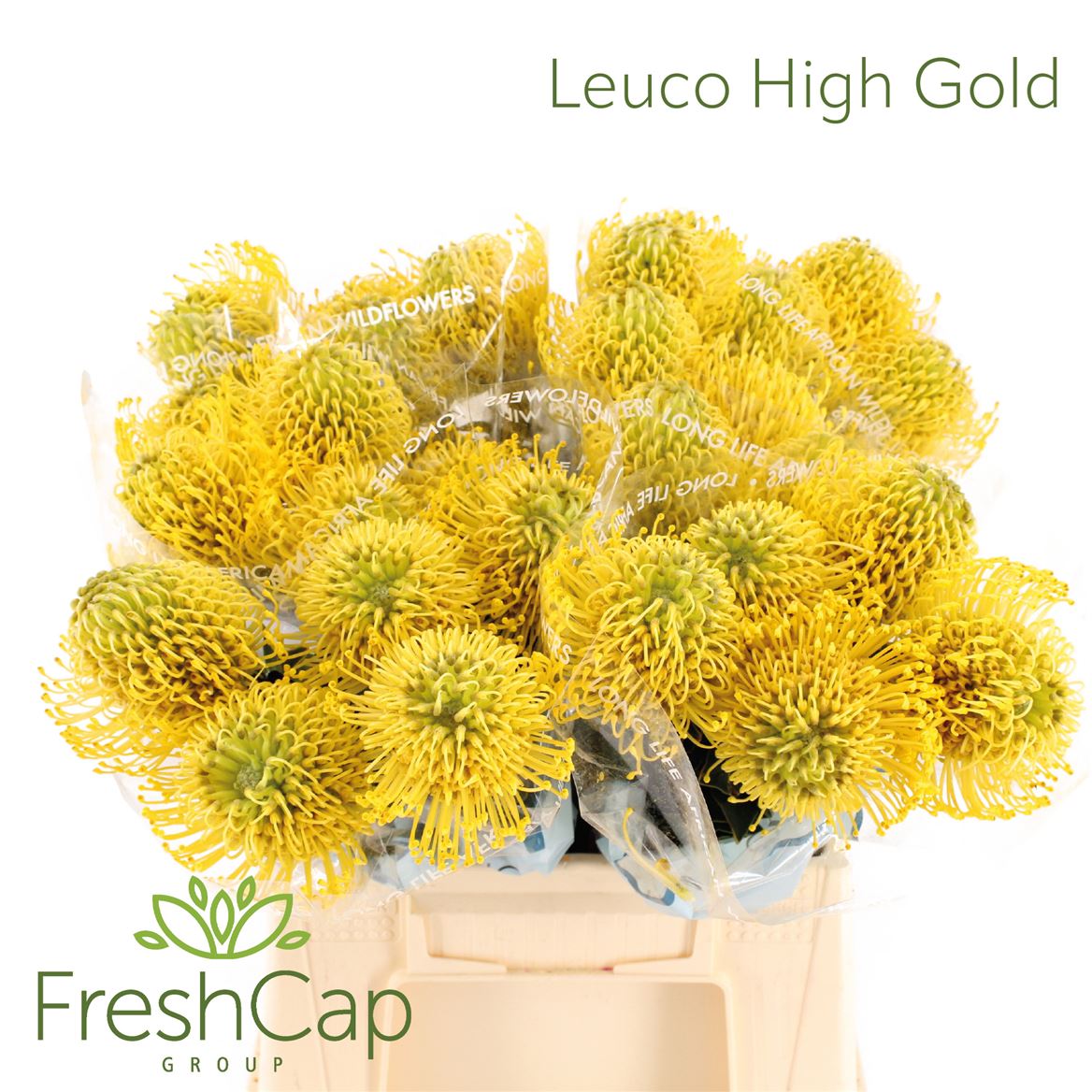 Leucospermum High Gold 40cm