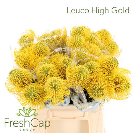 Leuco Nut High Gold