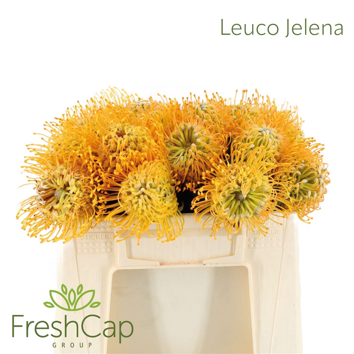 Leucospermum Jelena 30cm
