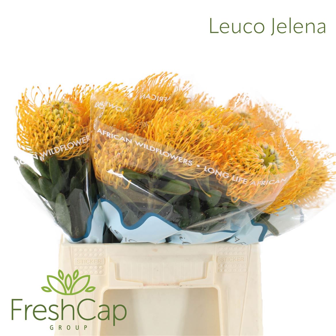 Leucospermum Jelena 40cm