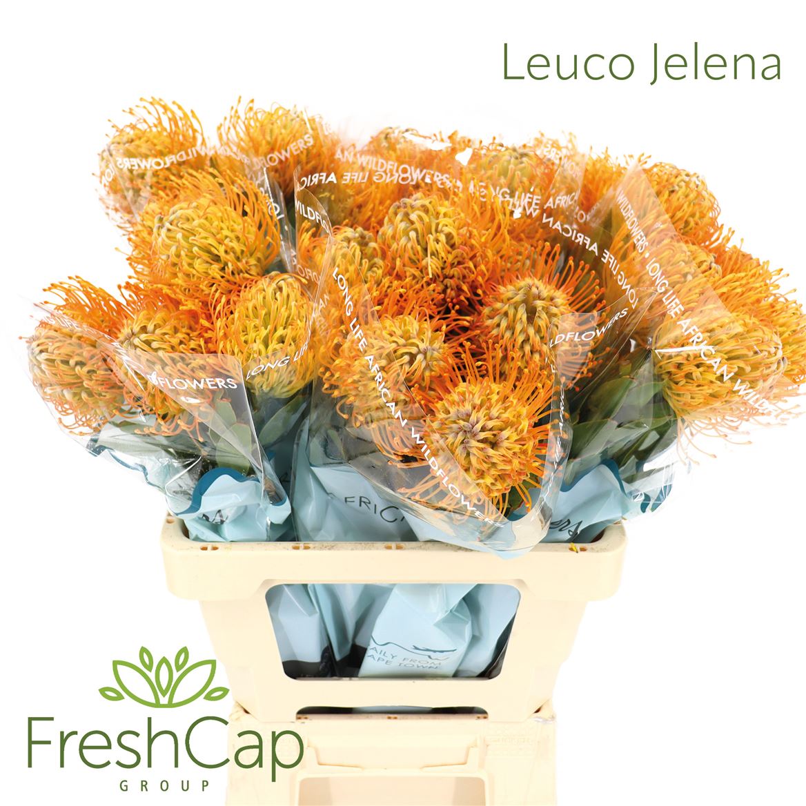 Leucospermum Jelena 60cm