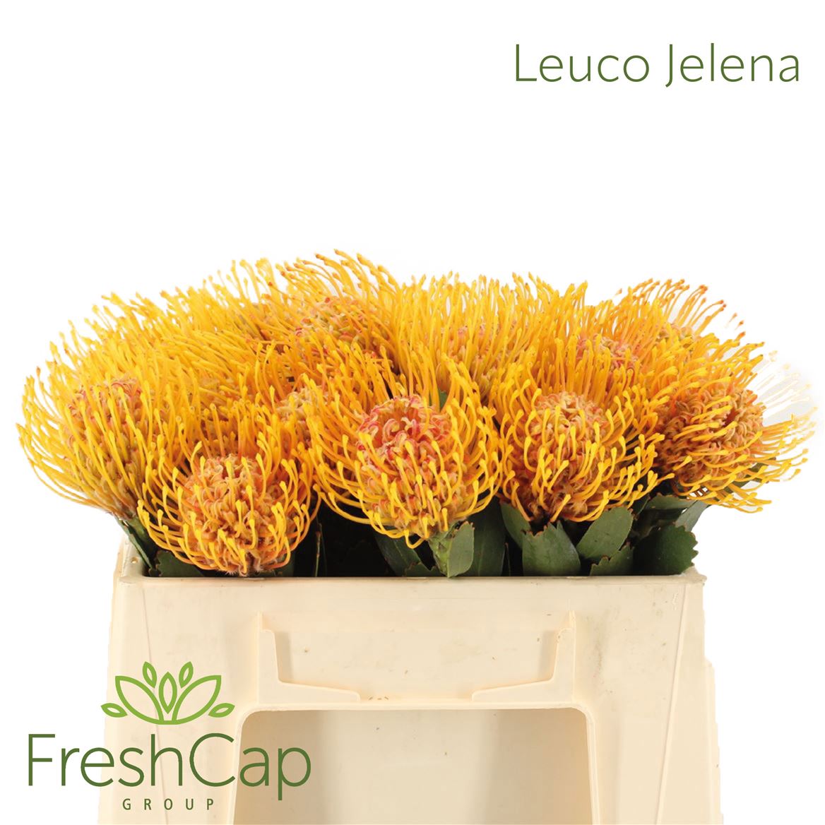 Leucospernum(pins) Jelena 35cm
