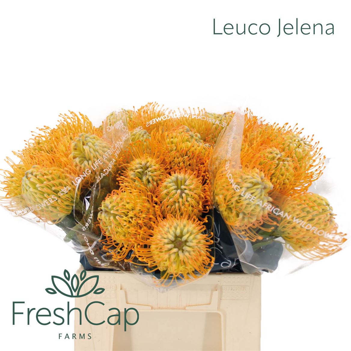 Leucospernum(pins) Jelena 40cm