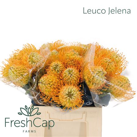 Leuco Jelena