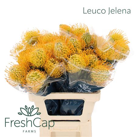 Leuco Jelena