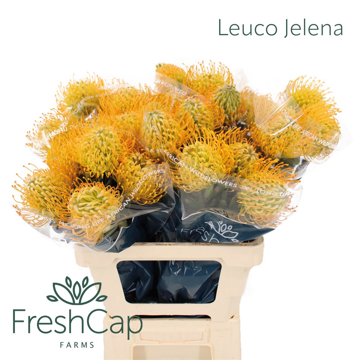 Leucospermum Jelena 60cm