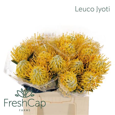 Leuco Super Gold