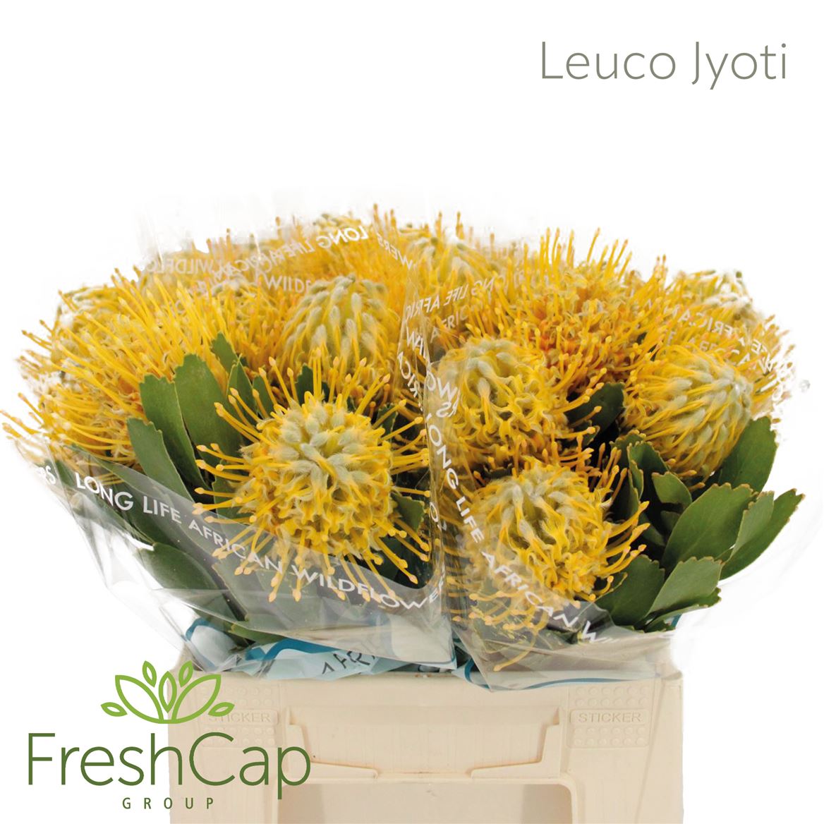 Leucospermum Super Gold 40cm