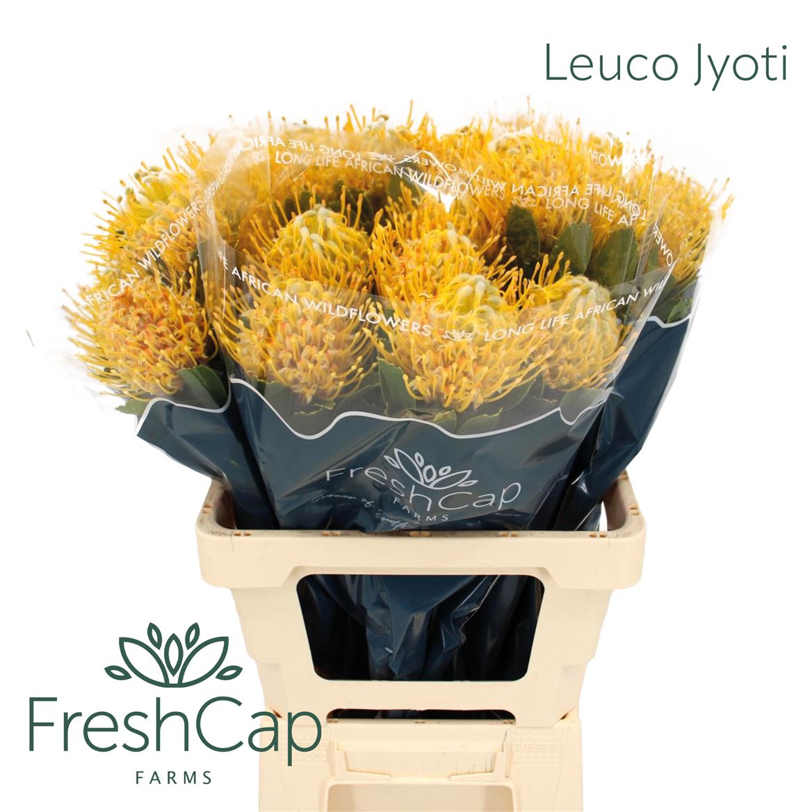 Leucospermum Super Gold 60cm