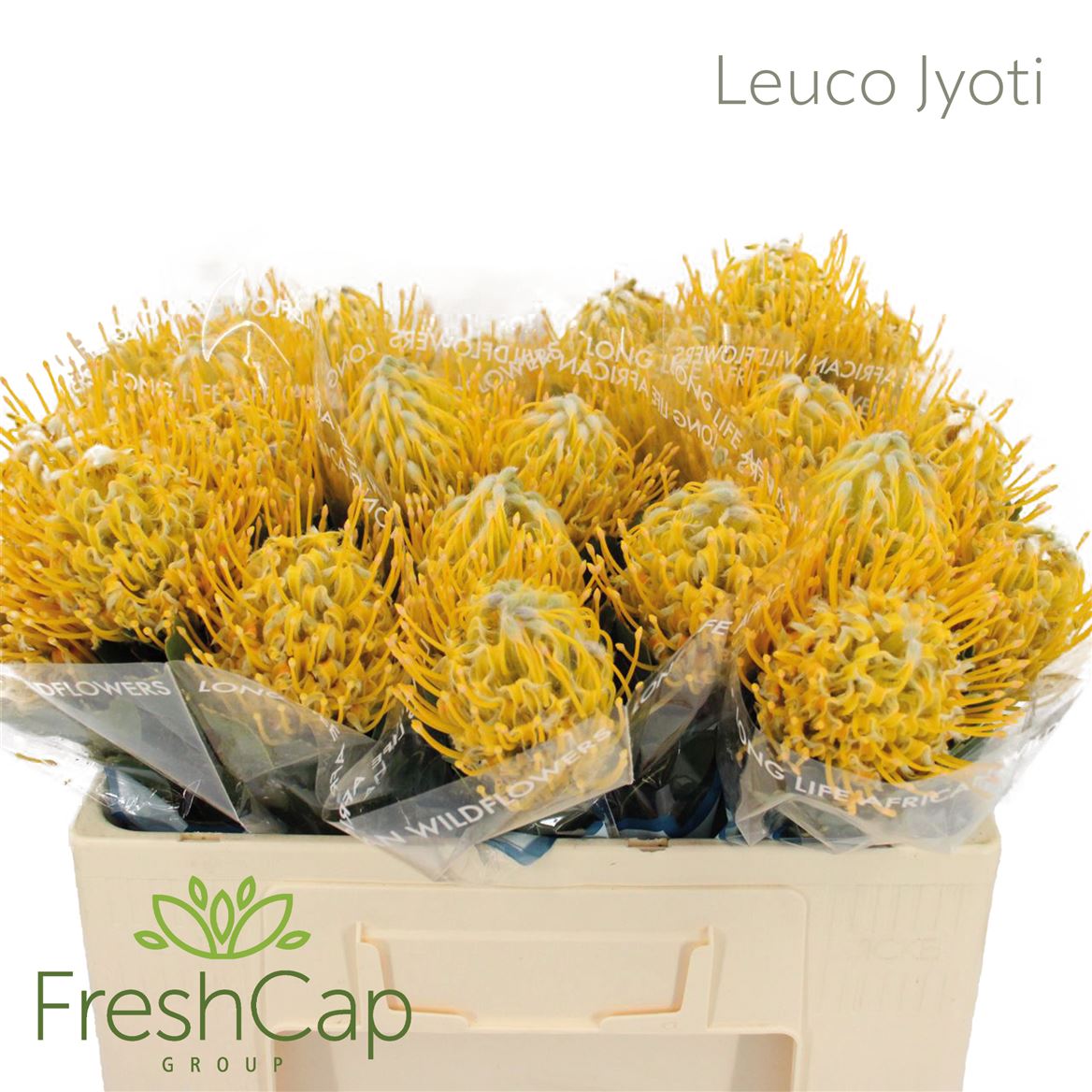 Leucospermum Super Gold 50cm