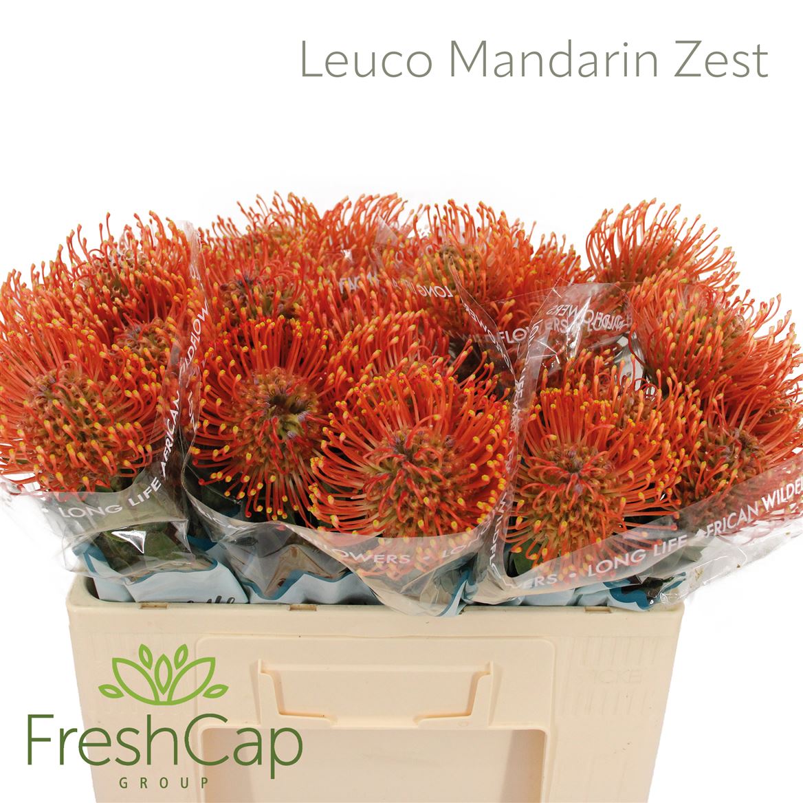 Leucospermum Ayoba Mandarin Zest 40cm
