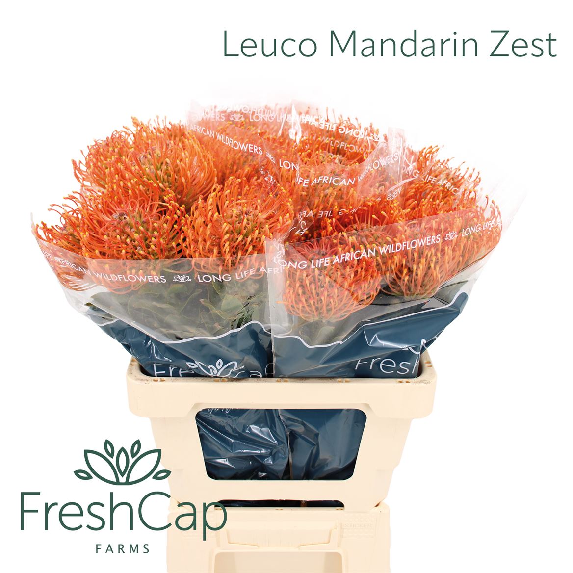 Leuco Ayoba Man Zest 60cm