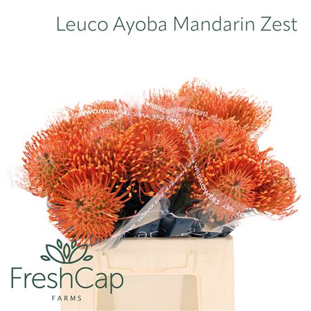 Leuco Ayoba Man Zest