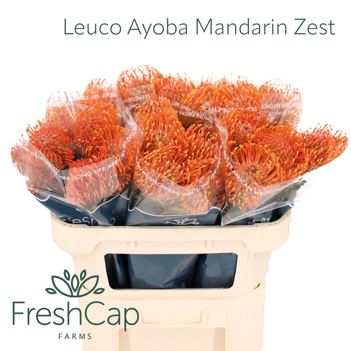 Leucospermum Ayoba Mandarin Zest 70cm