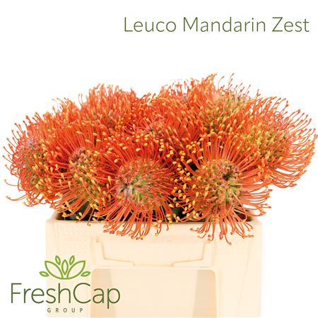 Leuco Ayoba Man Zest