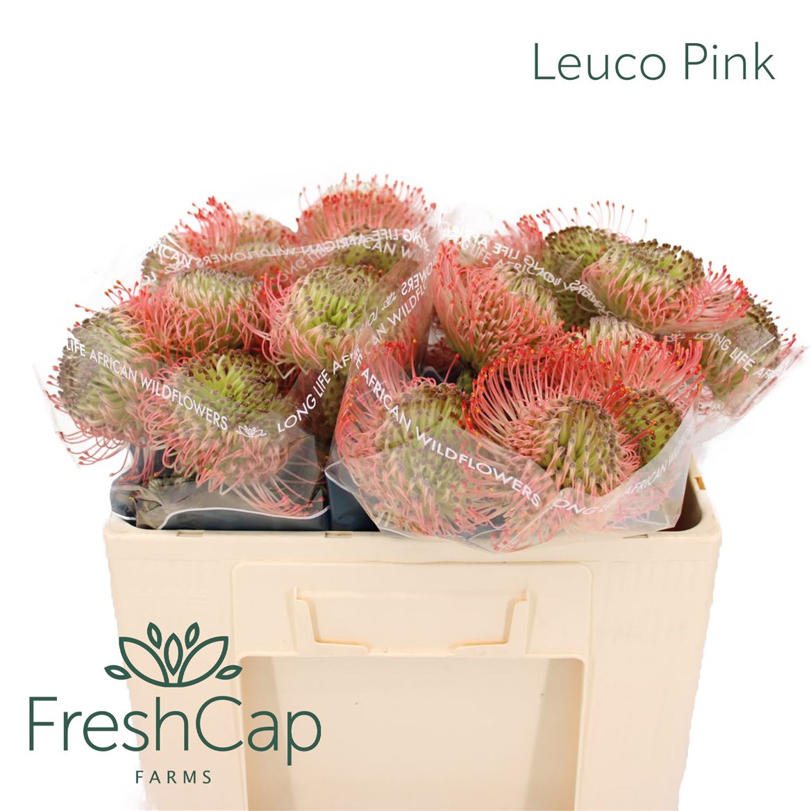 Leucospermum Ayoba Pink 50cm