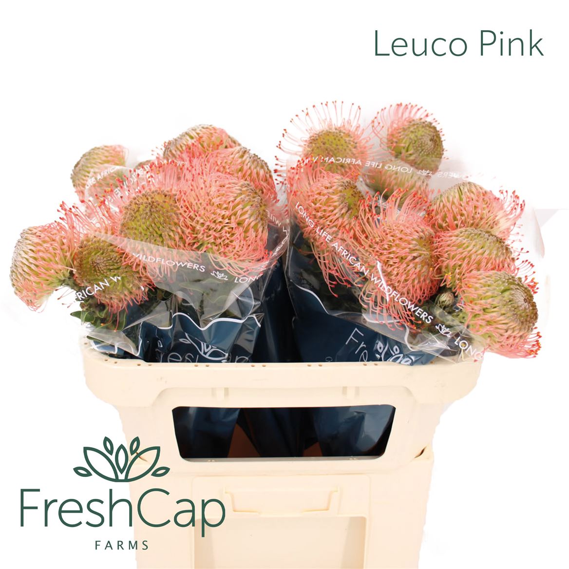 Leucospermum Ayoba Pink 70cm