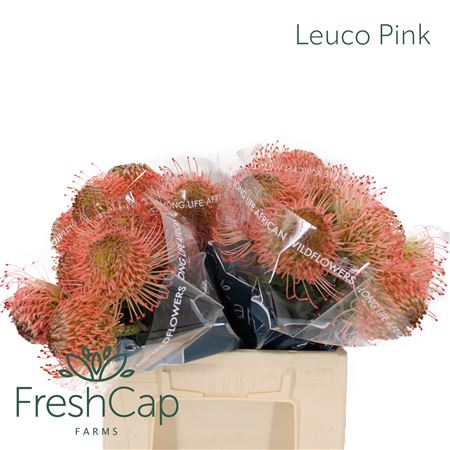 Leuco Ayoba Pink