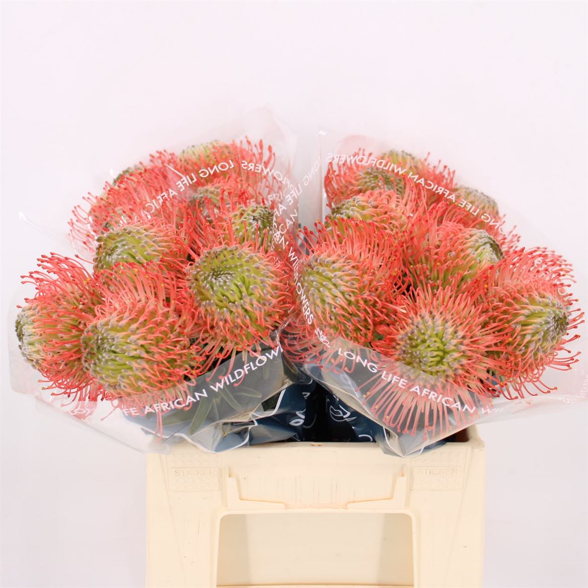 Leucospermum Ayoba Pink 40cm