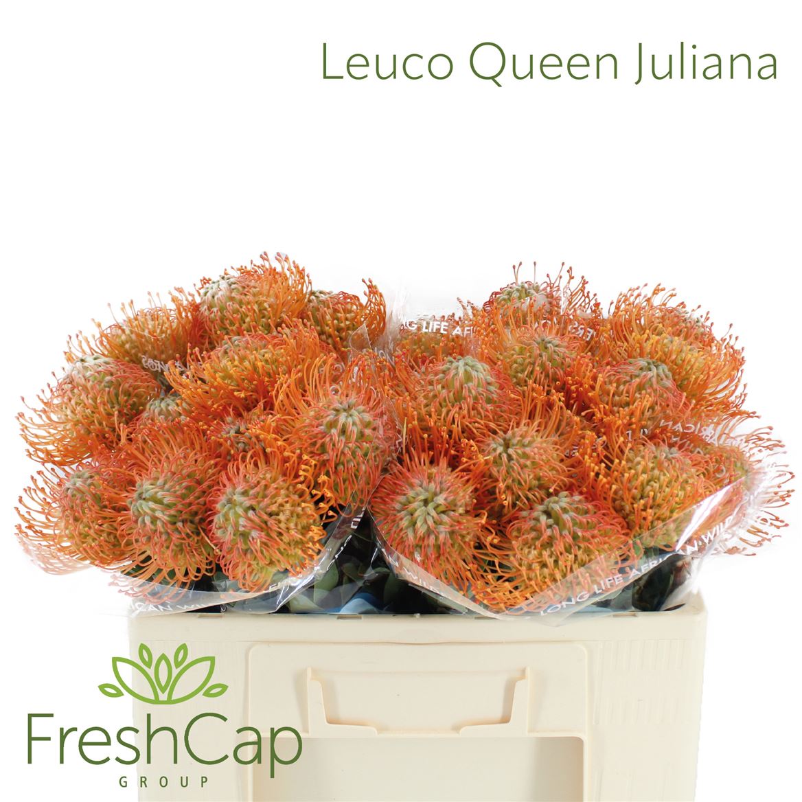 Leucospermum Appelkoos 60cm