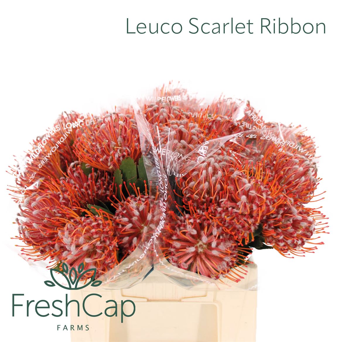 Leucospermum Scarlet Ribbon 40cm