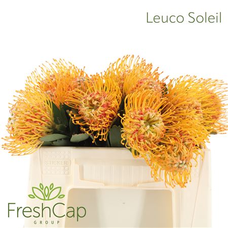 Leuco Soleil