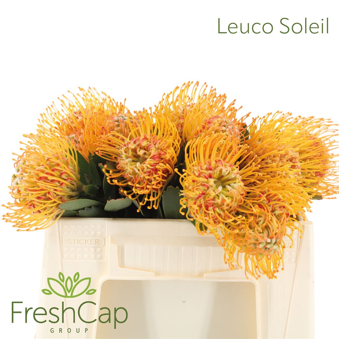 Leucospermum Soleil 30cm