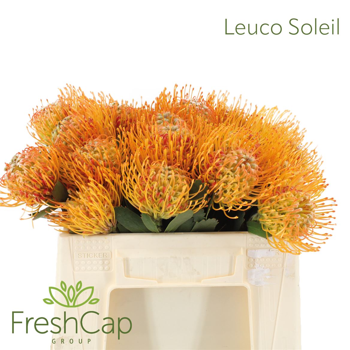 Leucospermum Soleil 35cm
