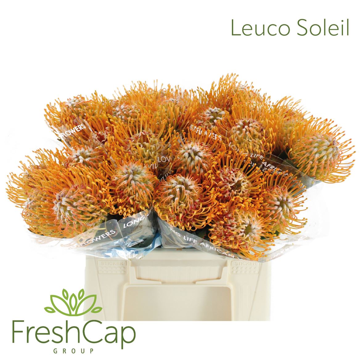 Leucospermum Soleil 40cm