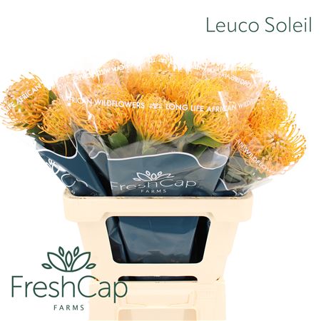 Leuco Soleil