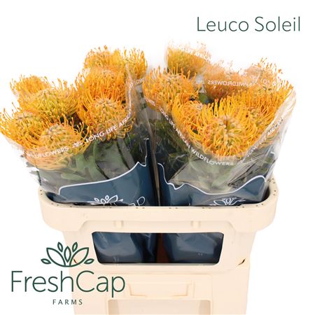 Leuco Soleil