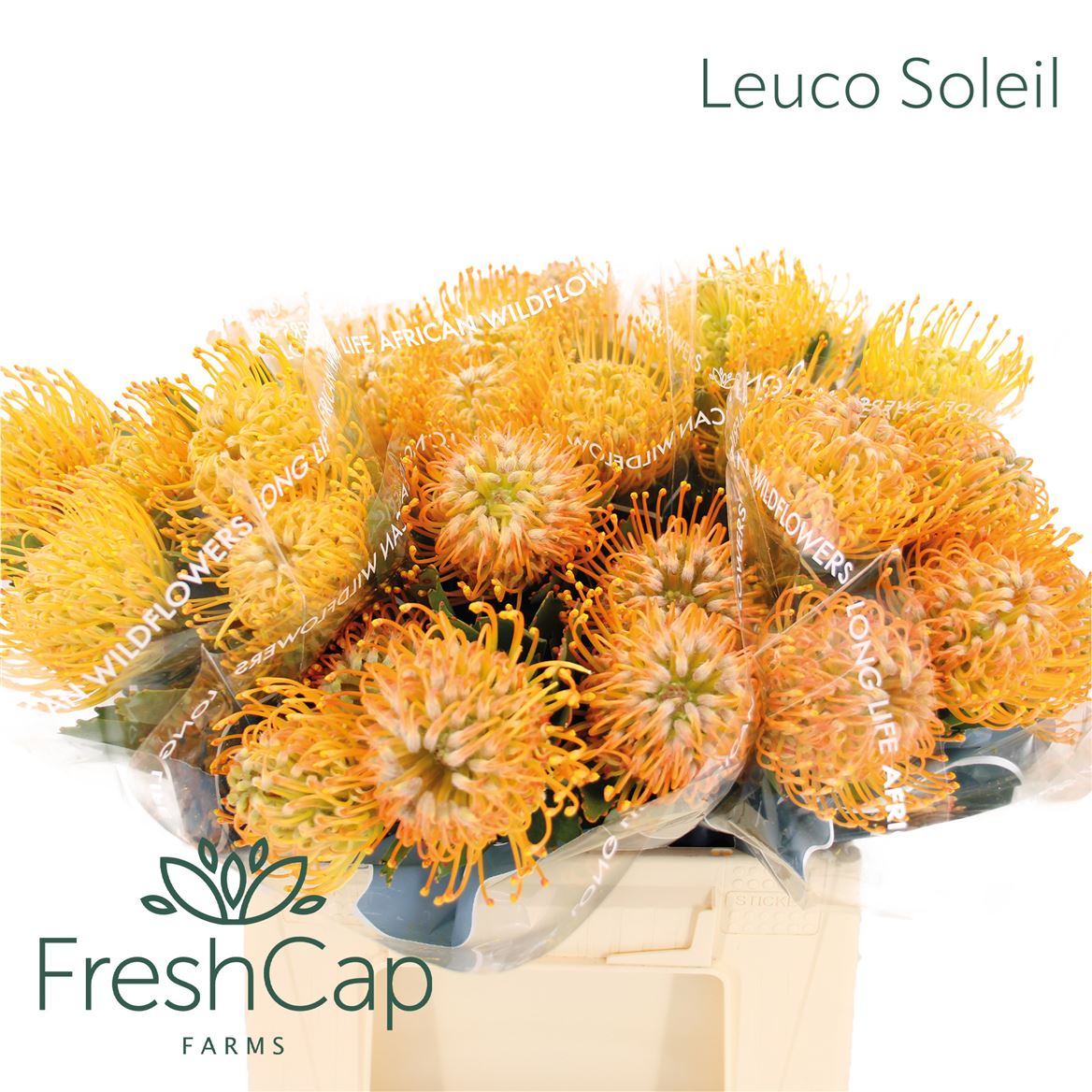 Leucospermum Soleil 40cm