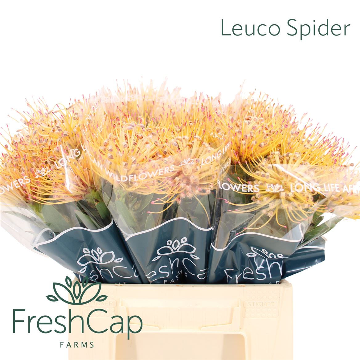 Leucospermum Spider 40cm