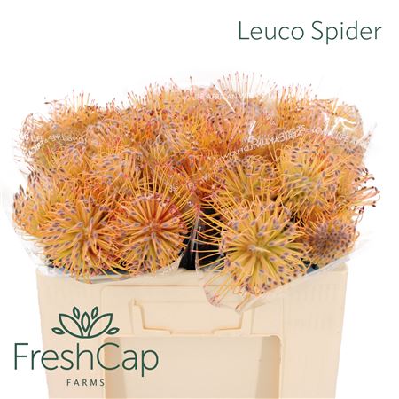 Leuco Spider