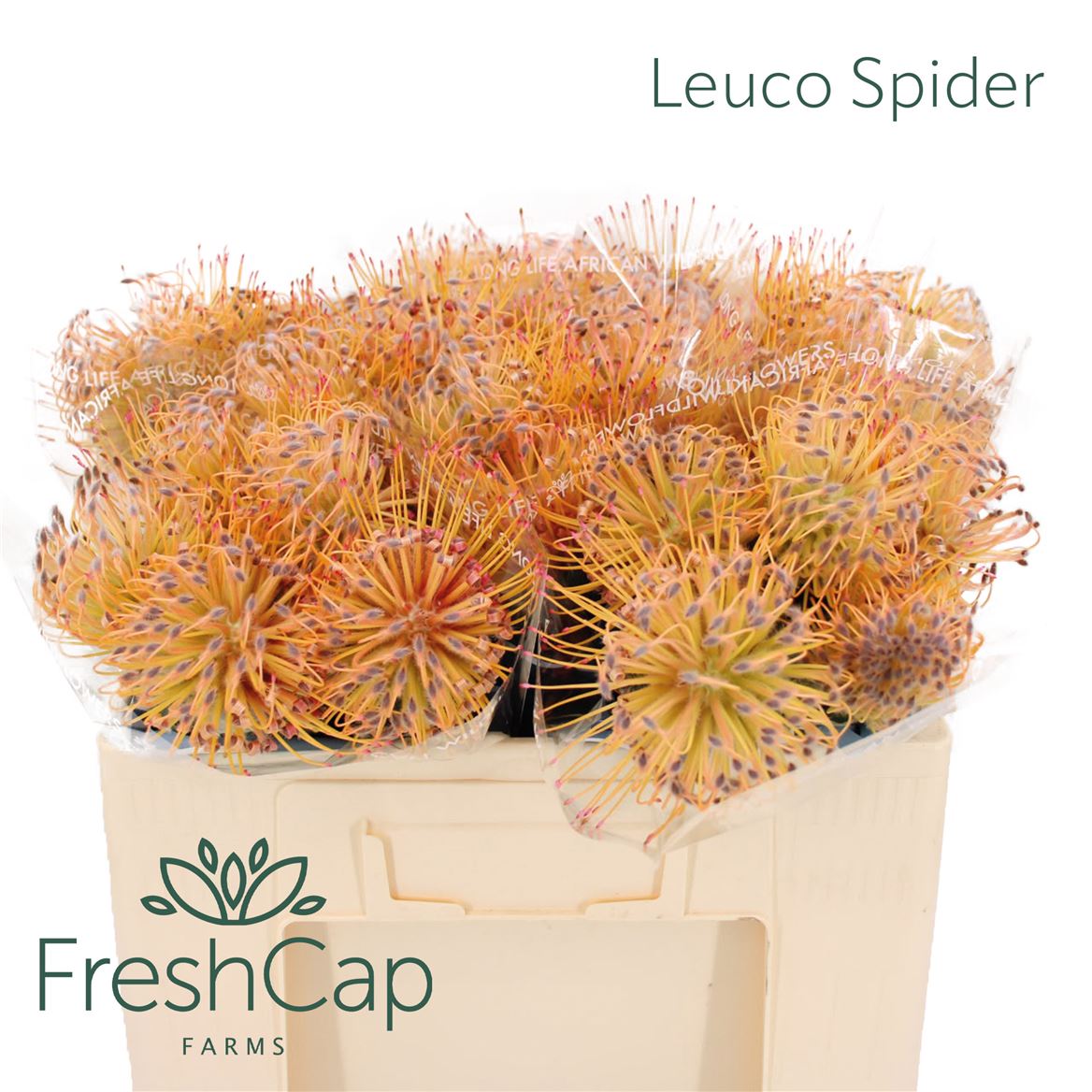 Leucospermum Spider 50cm