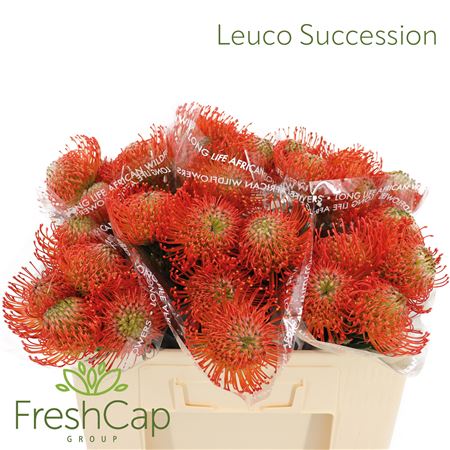 Leuco Co Succession