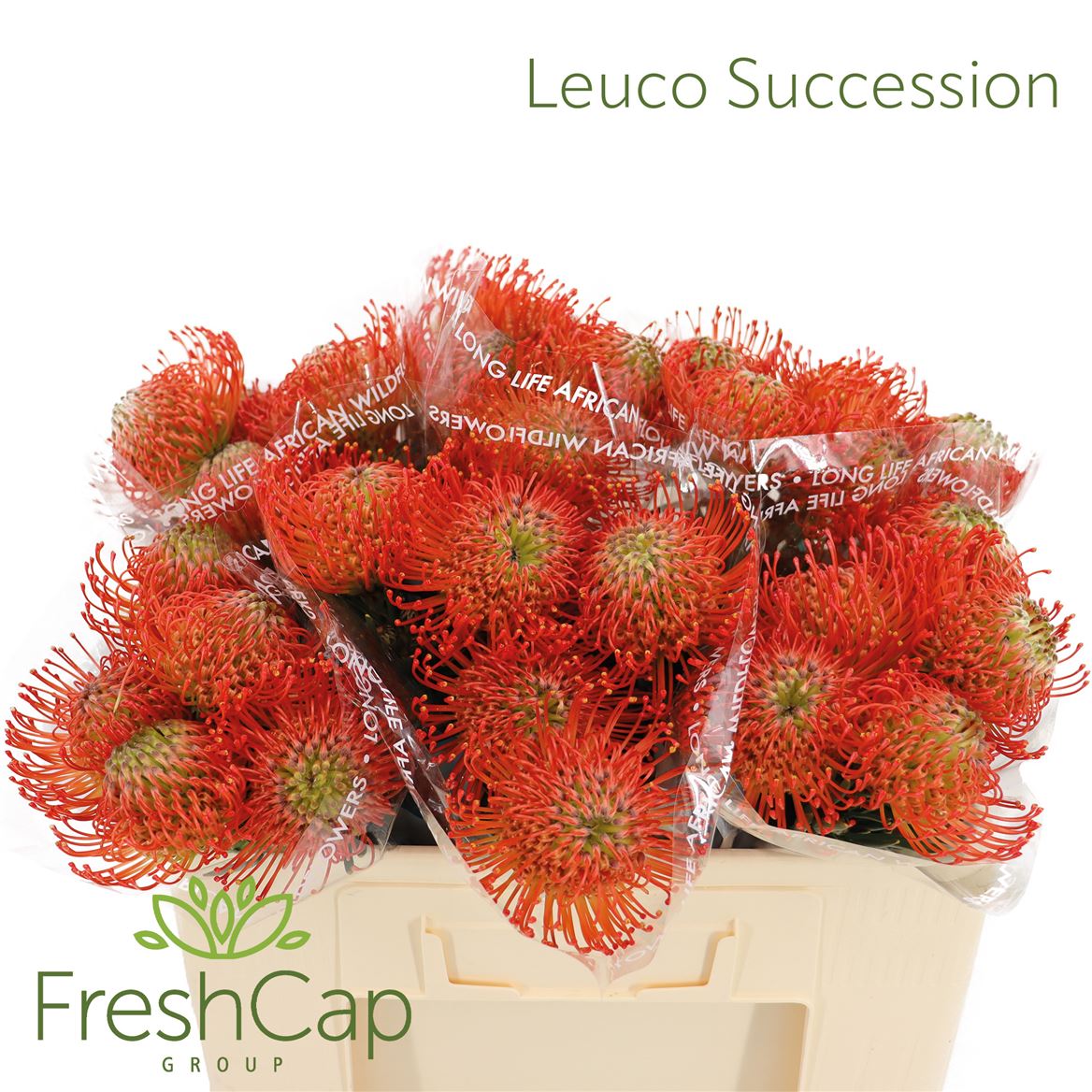 Leucospermum Succession 50cm