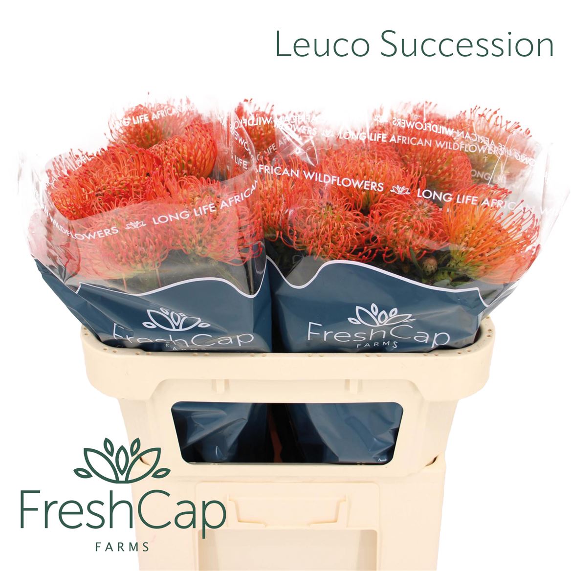 Leucospermum Succession 70cm