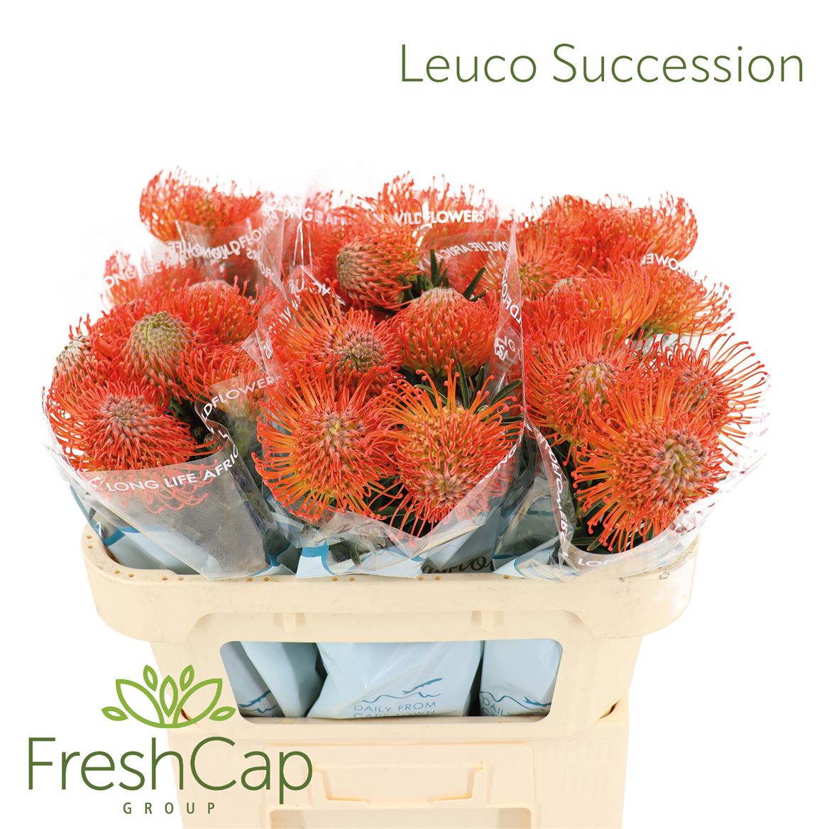 Leucospermum Succession 70cm