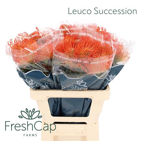 Leuco Co Succession