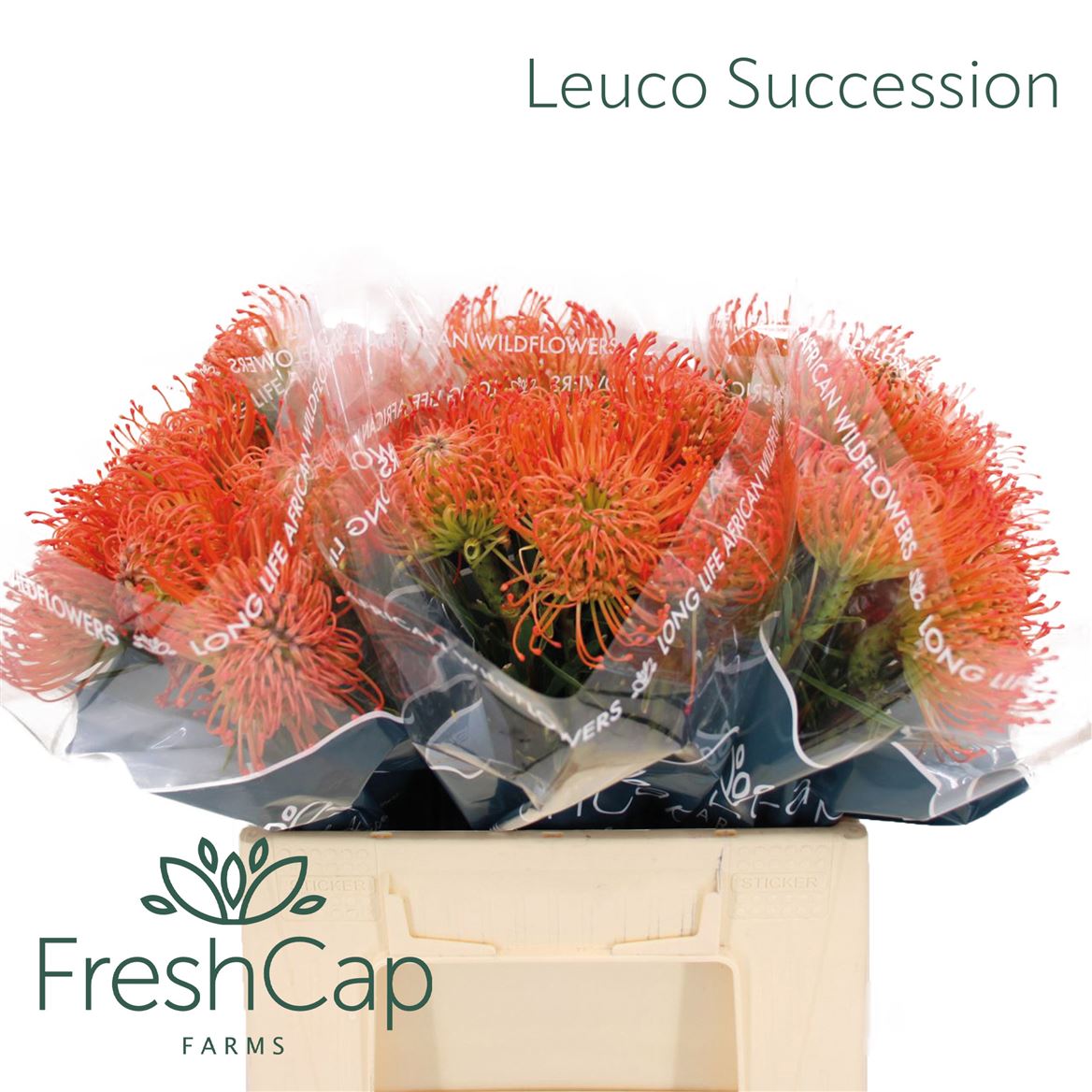 Leucospermum Succession 40cm