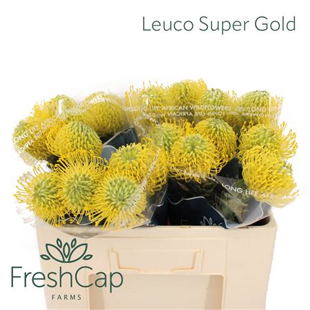 Leuco Super Gold