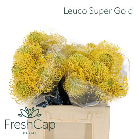 Leuco Super Gold