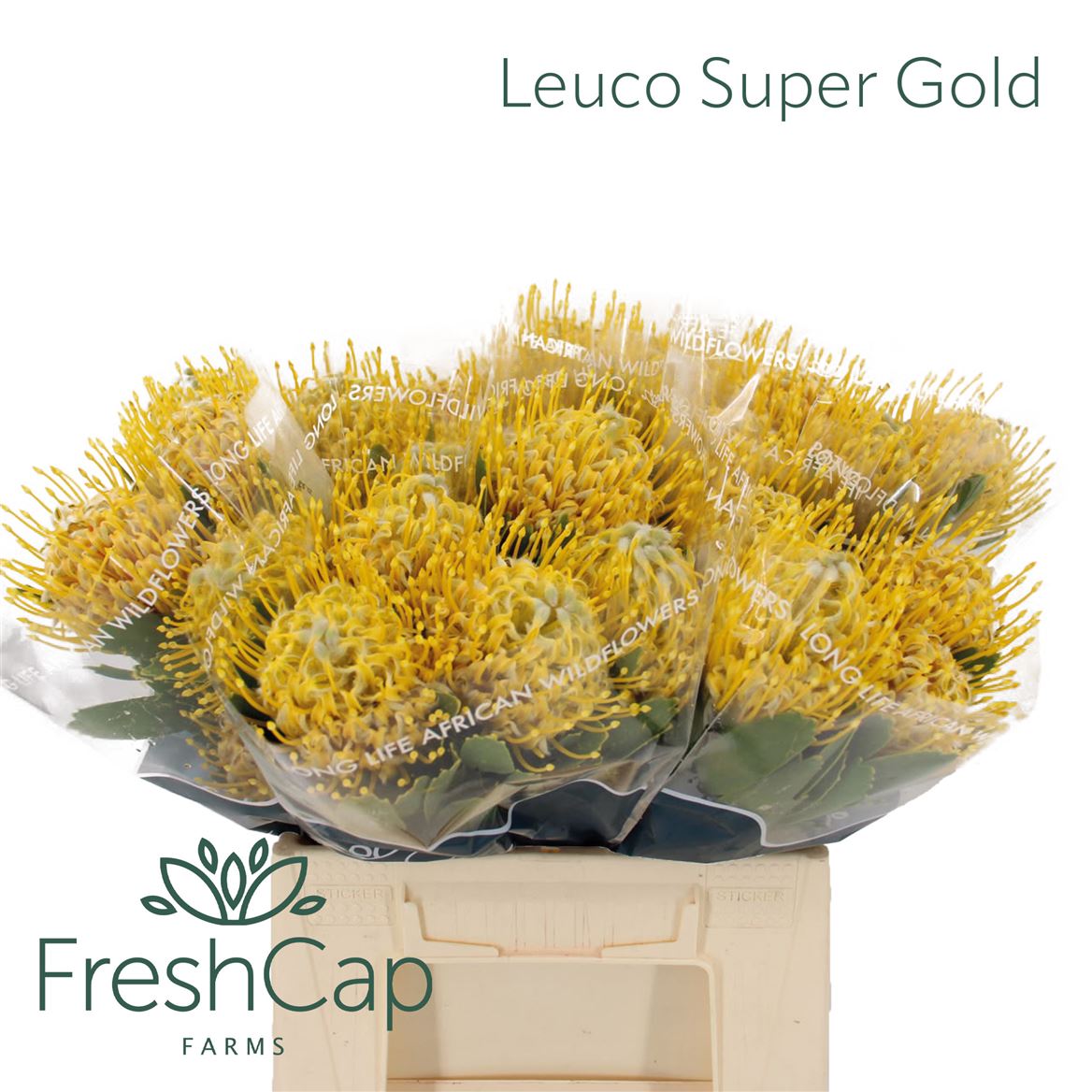 Leucospermum Super Gold 40cm