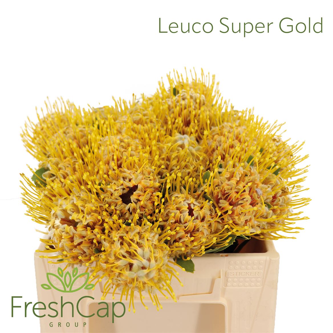 Leucospermum Super Gold 30cm