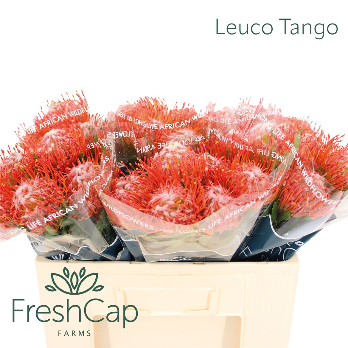 Leucospermum Tango 50cm